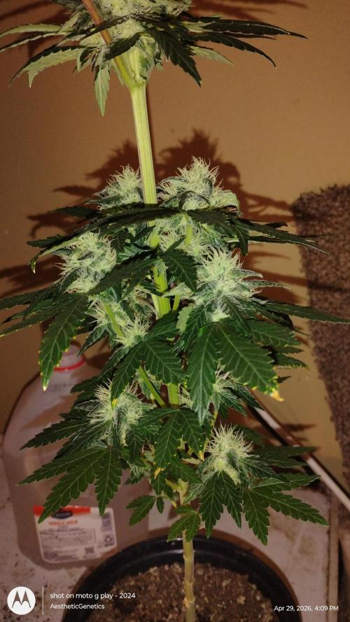 Super Sour Double Diesel Seed Hunt. Week 9
