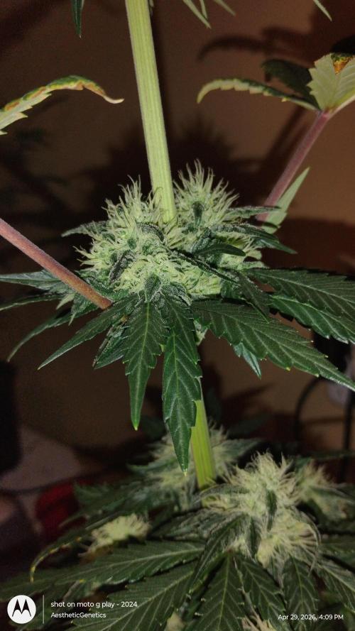Super Sour Double Diesel Seed Hunt. Week 9