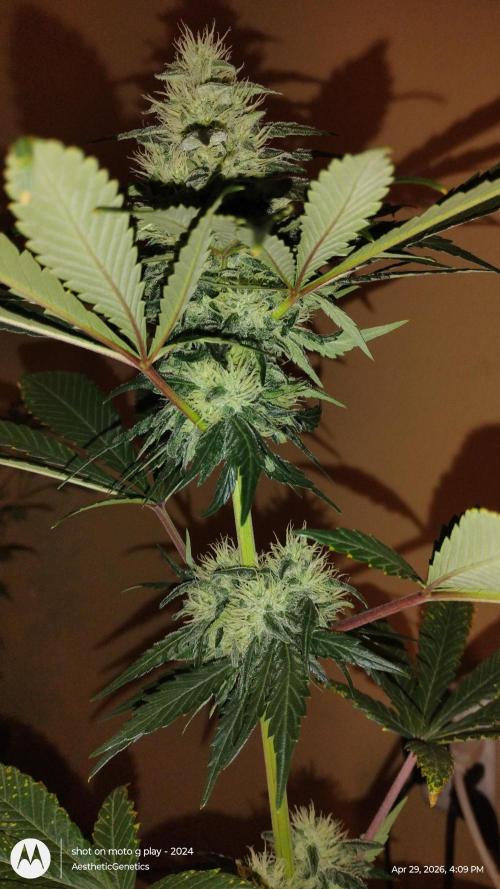 Super Sour Double Diesel Seed Hunt. Week 9