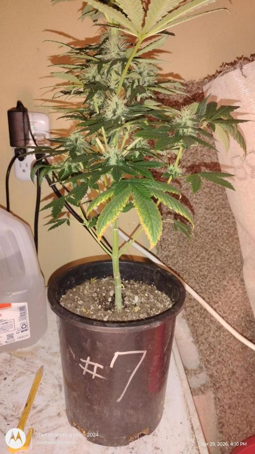 Super Sour Double Diesel Seed Hunt. Week 9