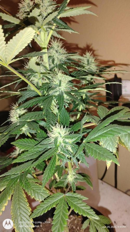 Super Sour Double Diesel Seed Hunt. Week 9