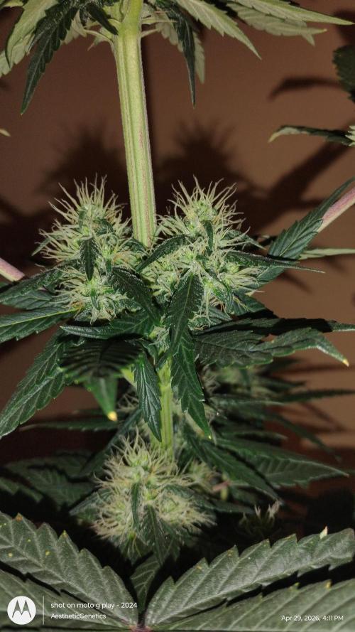 Super Sour Double Diesel Seed Hunt. Week 9