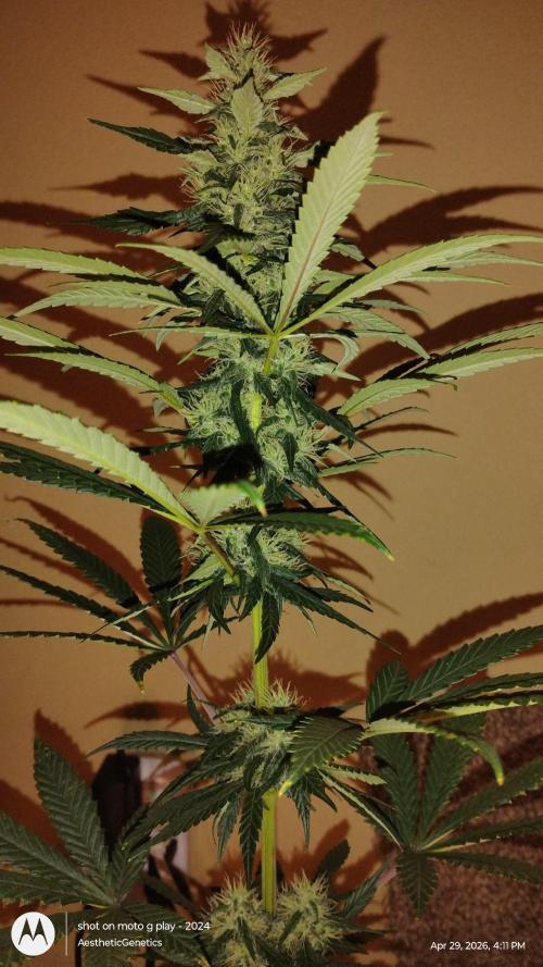 Super Sour Double Diesel Seed Hunt. Week 9