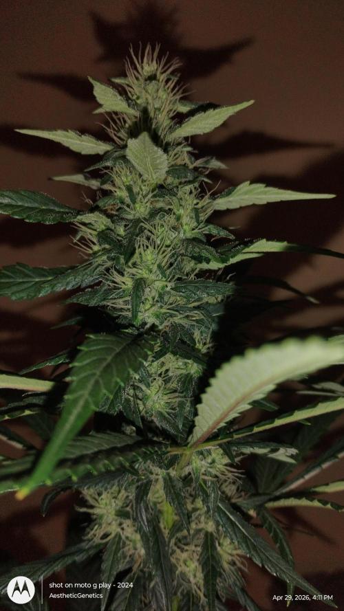 Super Sour Double Diesel Seed Hunt. Week 9