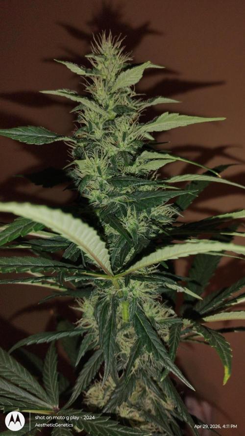 Super Sour Double Diesel Seed Hunt. Week 9