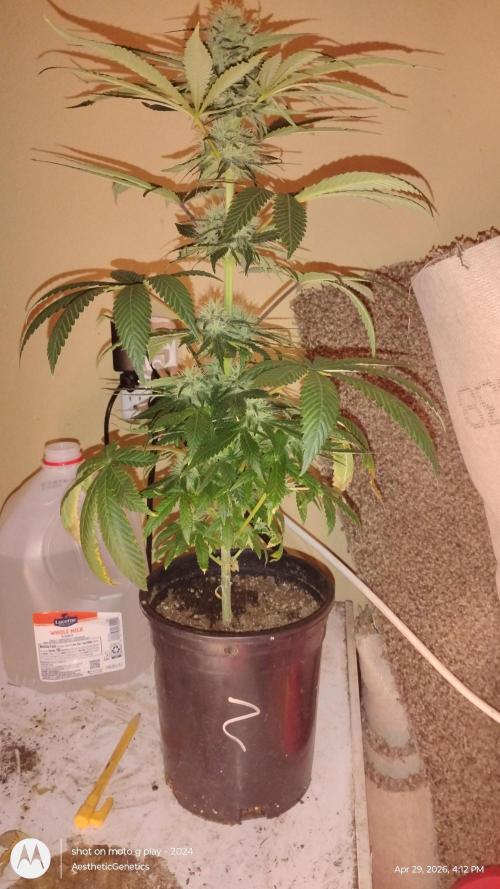 Super Sour Double Diesel Seed Hunt. Week 9
