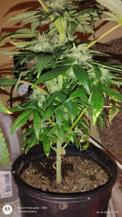 Super Sour Double Diesel Seed Hunt. Week 9
