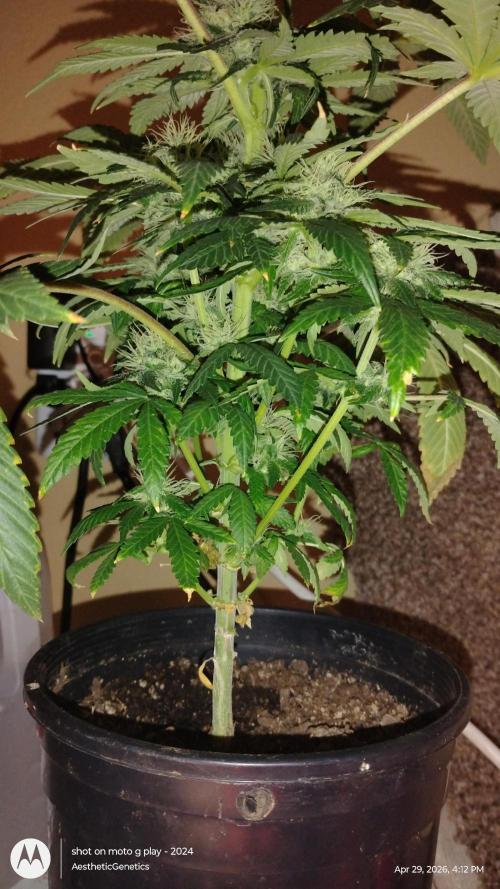 Super Sour Double Diesel Seed Hunt. Week 9