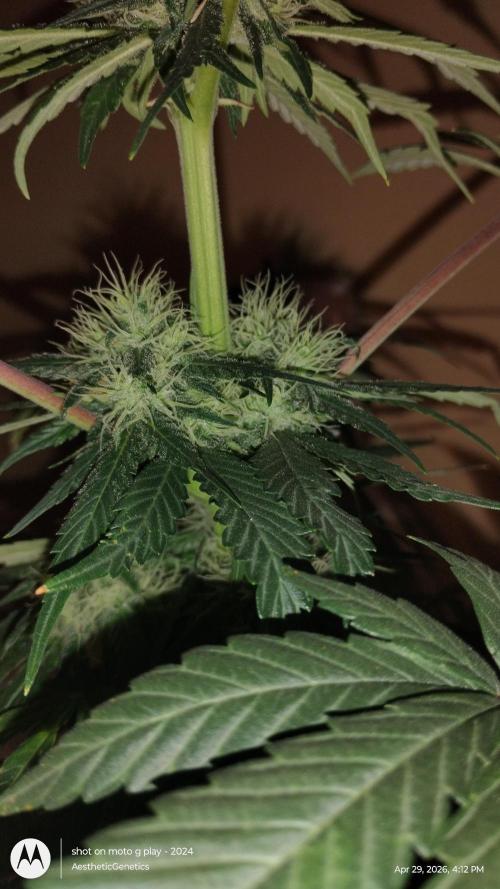 Super Sour Double Diesel Seed Hunt. Week 9