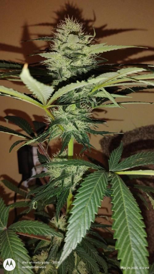 Super Sour Double Diesel Seed Hunt. Week 9