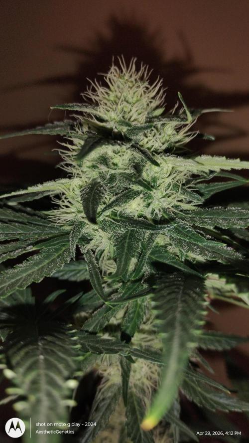 Super Sour Double Diesel Seed Hunt. Week 9