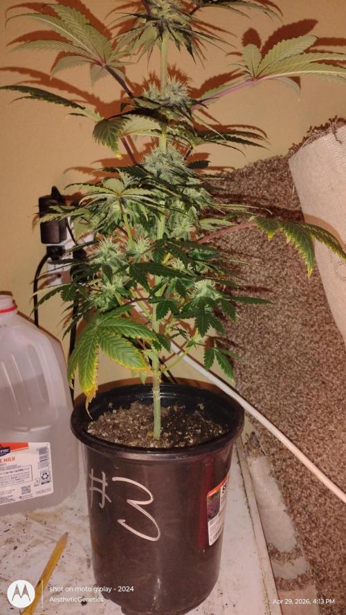 Super Sour Double Diesel Seed Hunt. Week 9