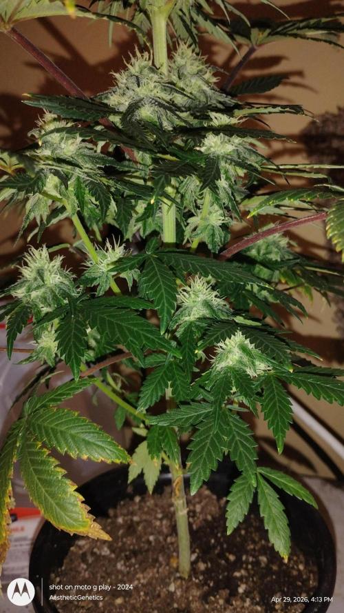 Super Sour Double Diesel Seed Hunt. Week 9