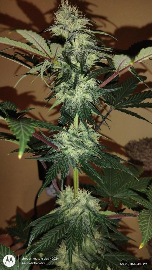 Super Sour Double Diesel Seed Hunt. Week 9