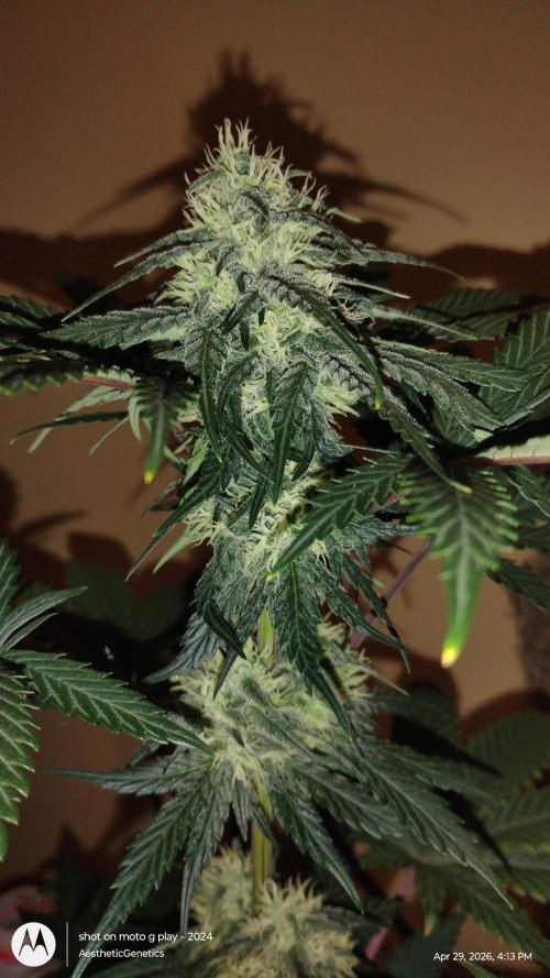 Super Sour Double Diesel Seed Hunt. Week 9