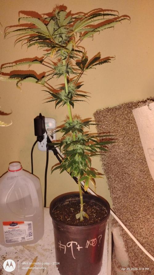 Super Sour Double Diesel Seed Hunt. Week 9