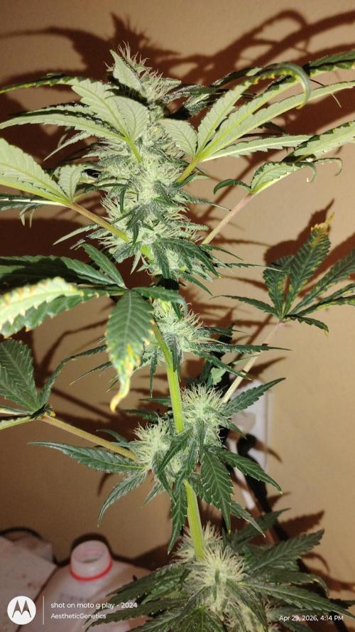 Super Sour Double Diesel Seed Hunt. Week 9