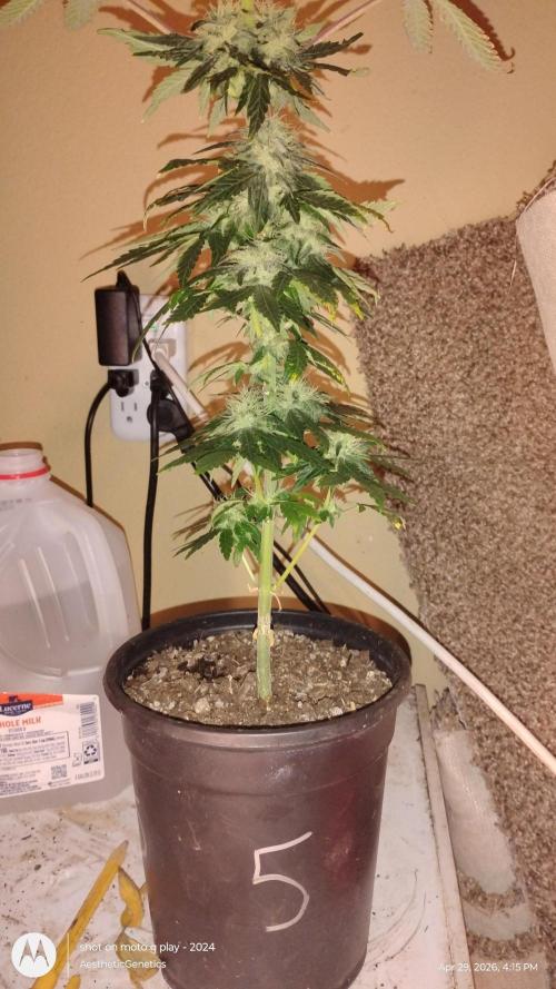 Super Sour Double Diesel Seed Hunt. Week 9