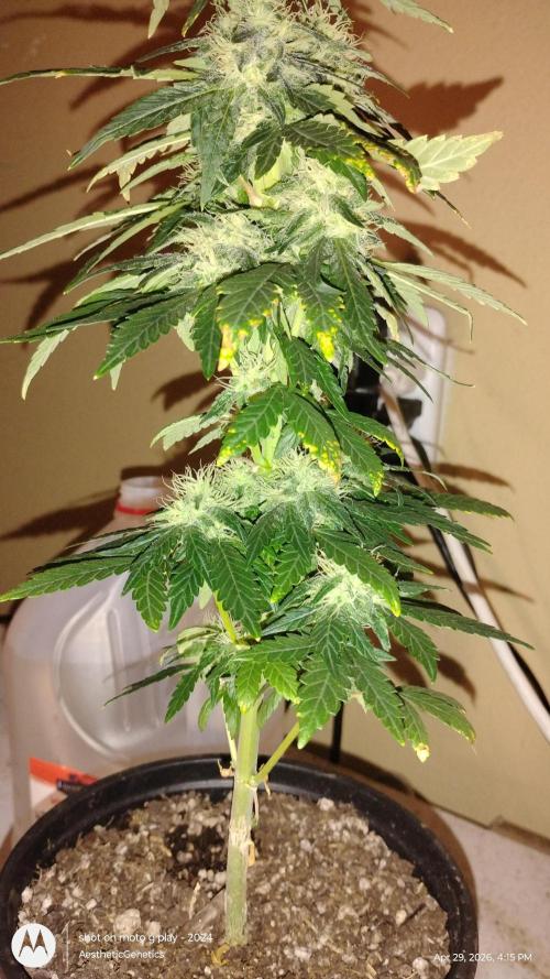 Super Sour Double Diesel Seed Hunt. Week 9
