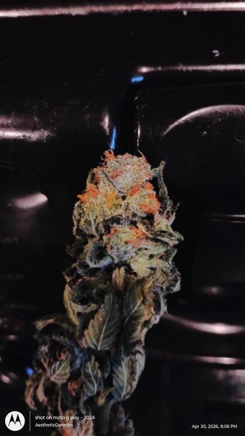 Izi Seeds- Permanent Blues. Week 15