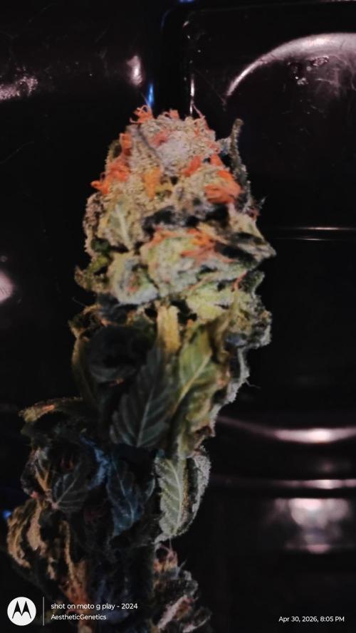 Izi Seeds- Permanent Blues. Week 15
