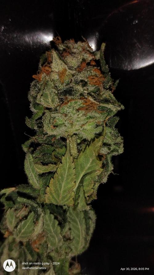 Izi Seeds- Permanent Blues. Week 15