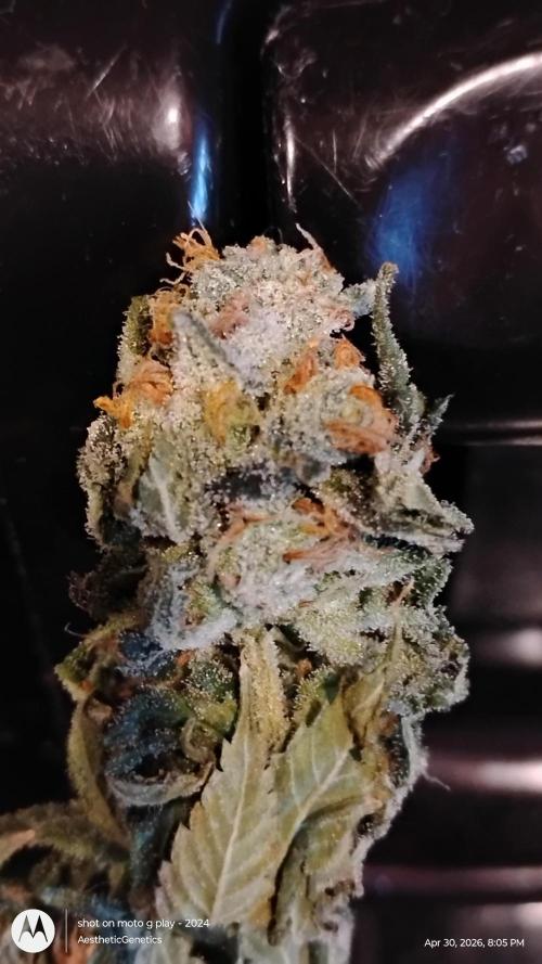Izi Seeds- Permanent Blues. Week 15