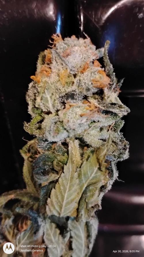 Izi Seeds- Permanent Blues. Week 15