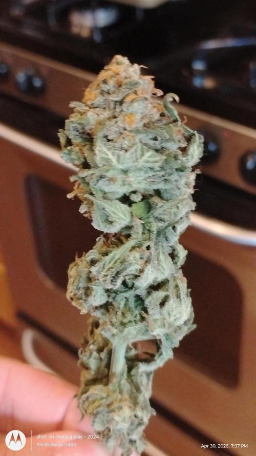 Izi Seeds- Permanent Blues. Week 15