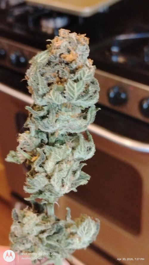 Izi Seeds- Permanent Blues. Week 15