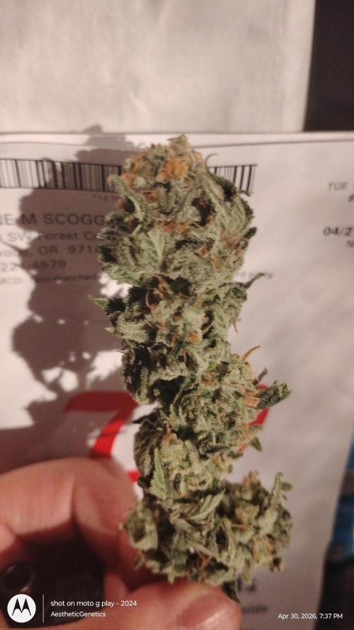 Izi Seeds- Permanent Blues. Week 15