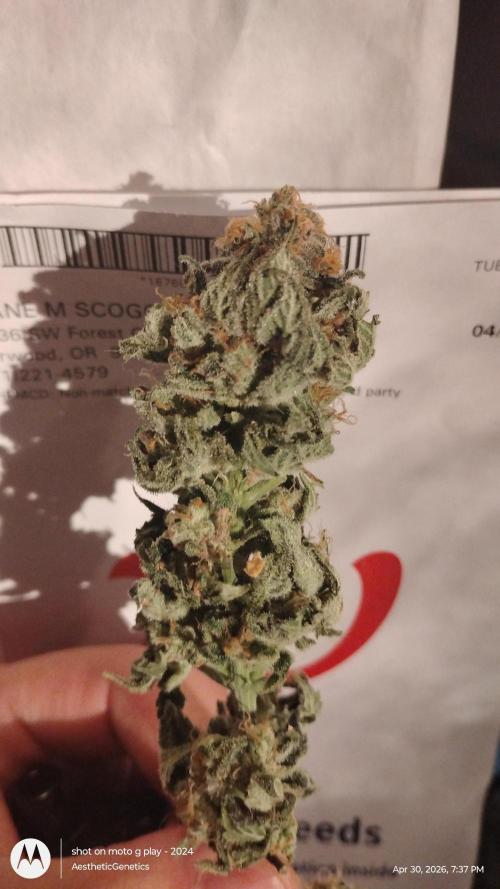 Izi Seeds- Permanent Blues. Week 15