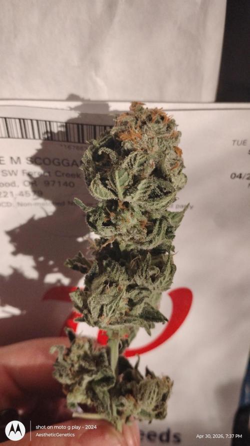 Izi Seeds- Permanent Blues. Week 15