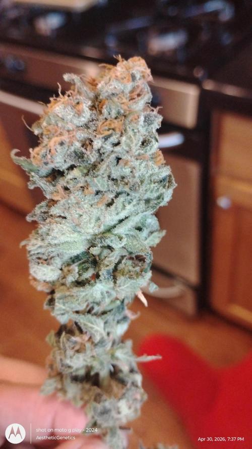Izi Seeds- Permanent Blues. Week 15