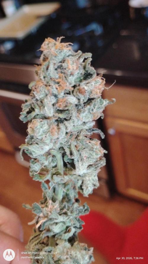 Izi Seeds- Permanent Blues. Week 15