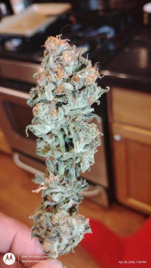 Izi Seeds- Permanent Blues. Week 15