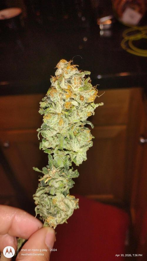 Izi Seeds- Permanent Blues. Week 15