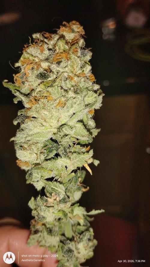 Izi Seeds- Permanent Blues. Week 15