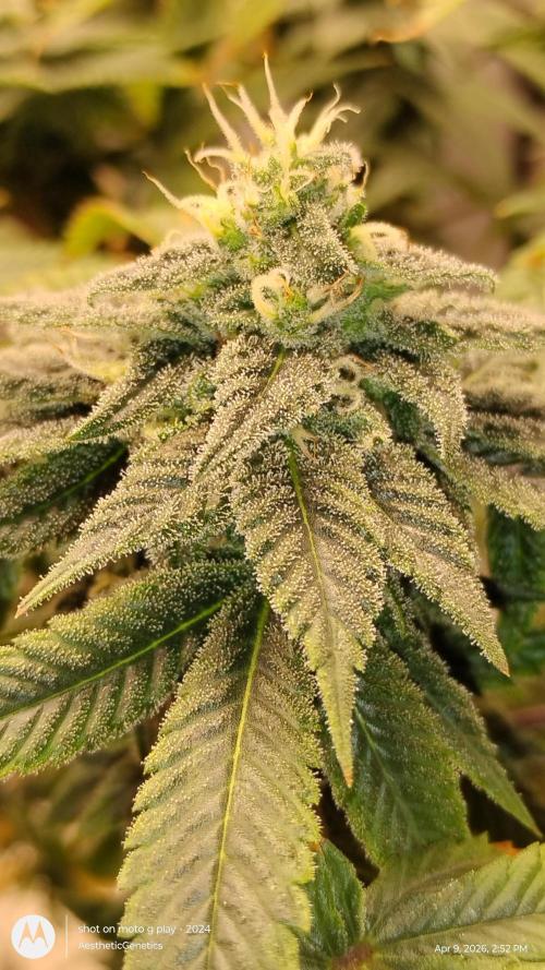 Rainbow Zoap Tiki Madman Cut. Week 11