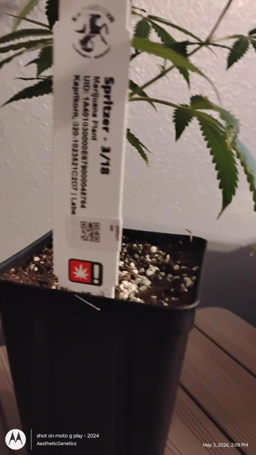 Spritzer Cannarado. Week 4
