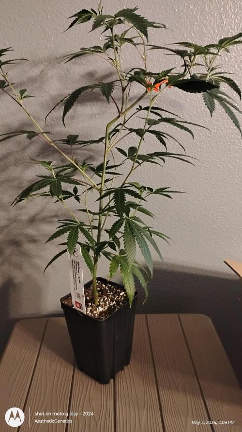 Spritzer Cannarado. Week 4