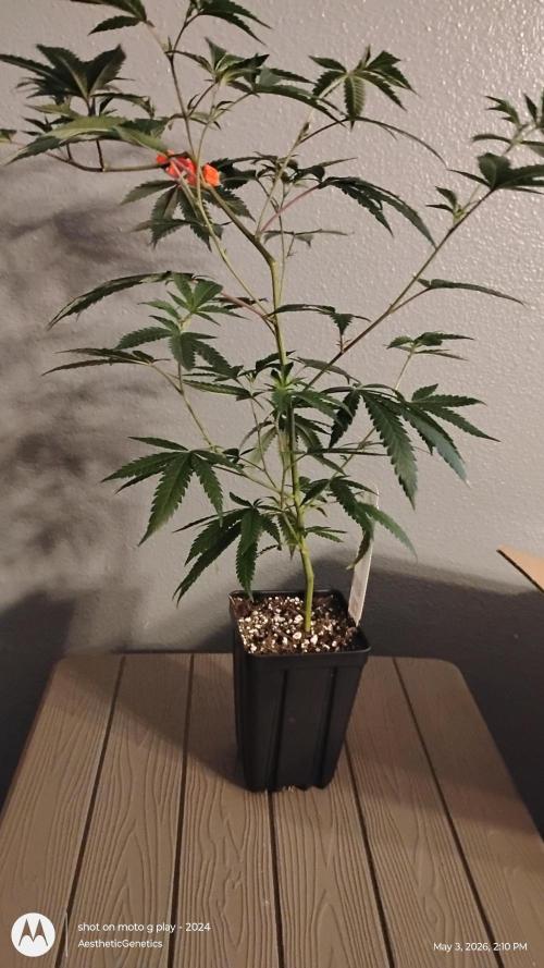 Spritzer Cannarado. Week 4