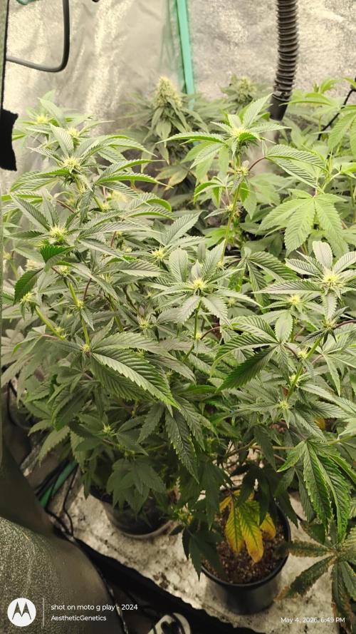 Real Deal OG Kush (PDX cut). Week 5