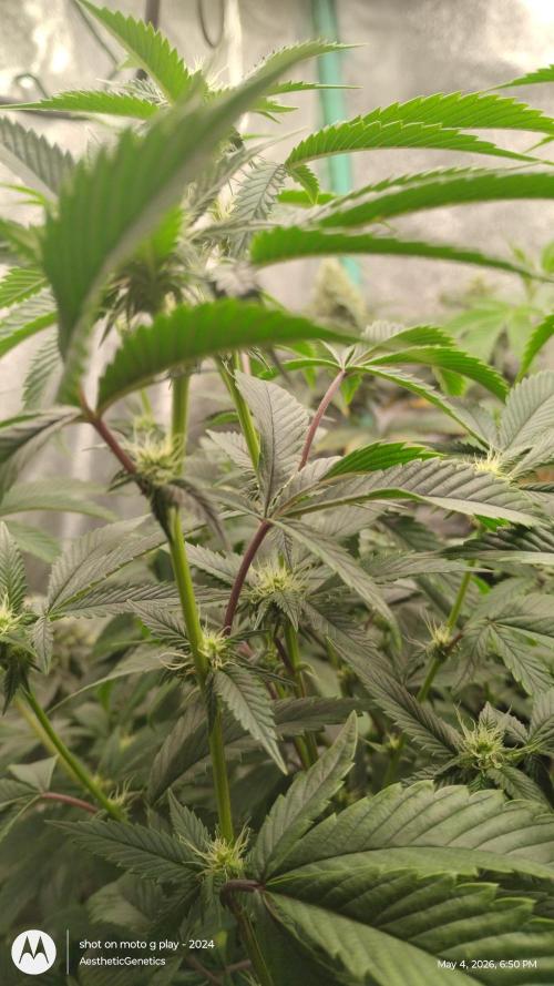 Real Deal OG Kush (PDX cut). Week 5