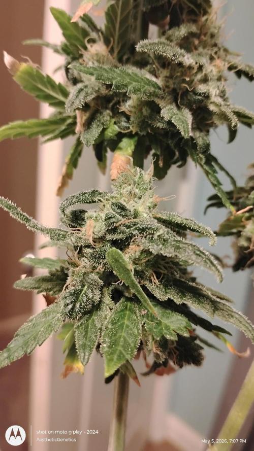Eternity Grow Cup 2026. Week 15
