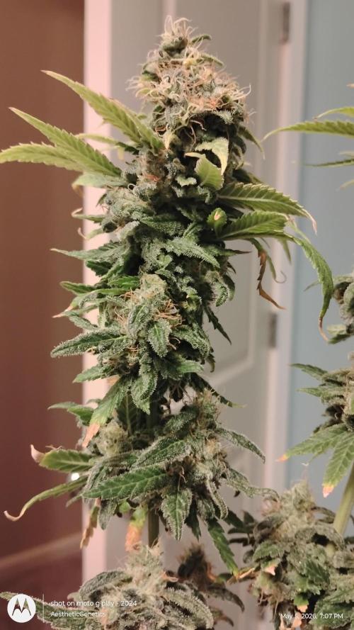 Eternity Grow Cup 2026. Week 15