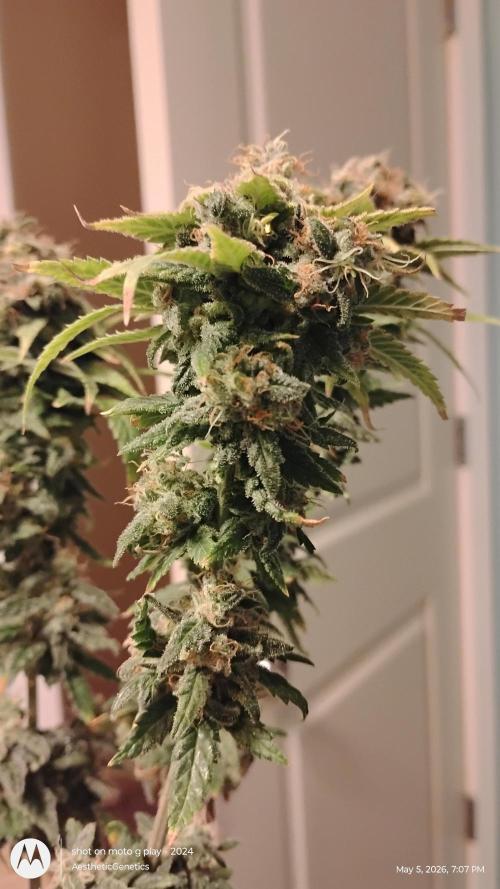 Eternity Grow Cup 2026. Week 15