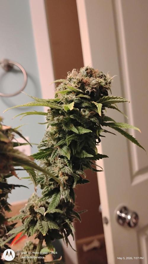 Eternity Grow Cup 2026. Week 15