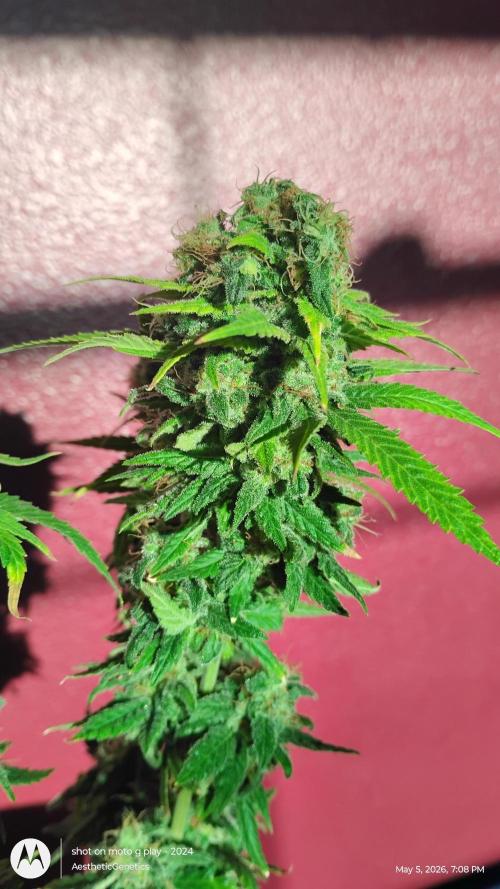 Eternity Grow Cup 2026. Week 15
