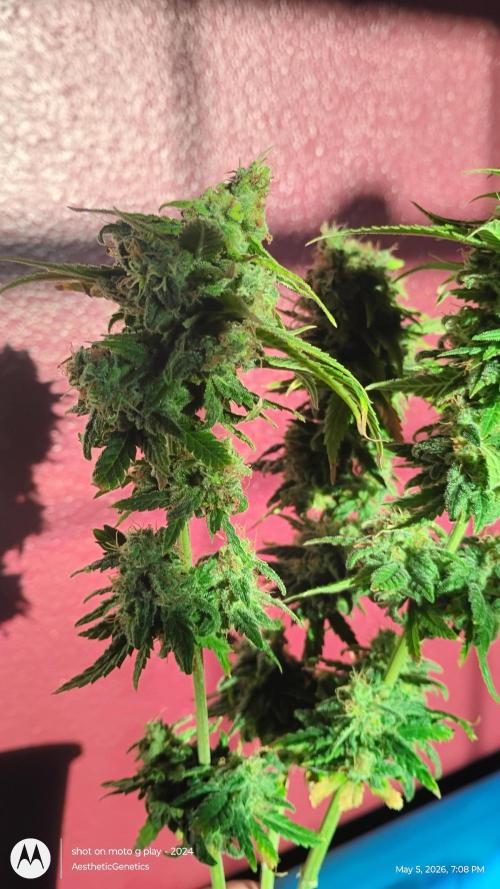 Eternity Grow Cup 2026. Week 15